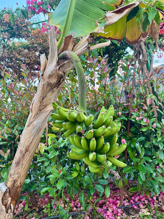 Gartenanlage Rubi Platinum Sign