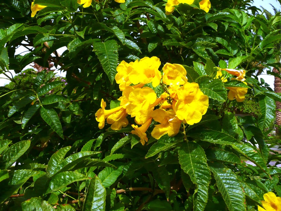 Gelbe Blüten Shams Prestige Abu Soma-Adults Only