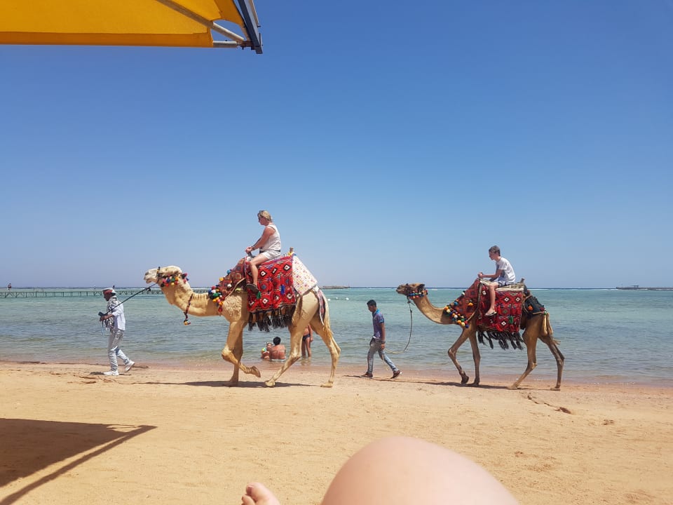Strand Pickalbatros Royal Moderna Resort-Sharm El Sheikh