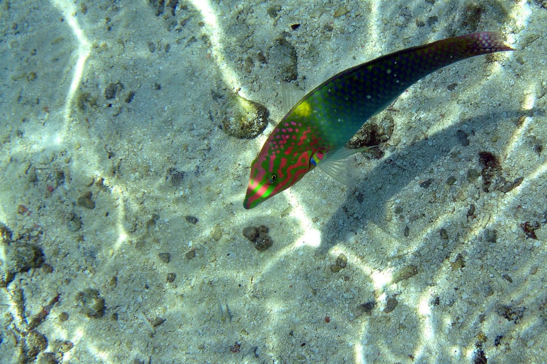 Sport & Freizeit Summer Island Maldives