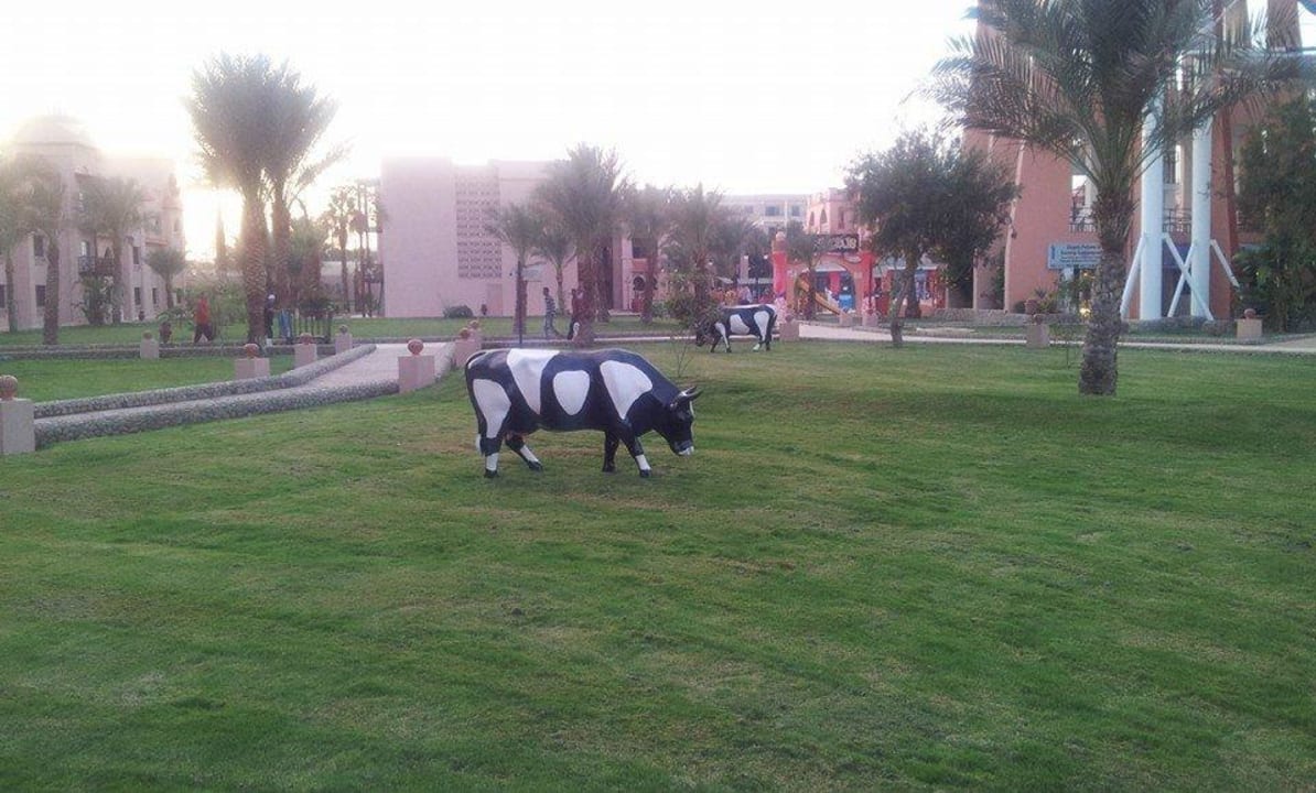 Знаменитые коровы Pickalbatros Aqua Park Resort - Hurghada