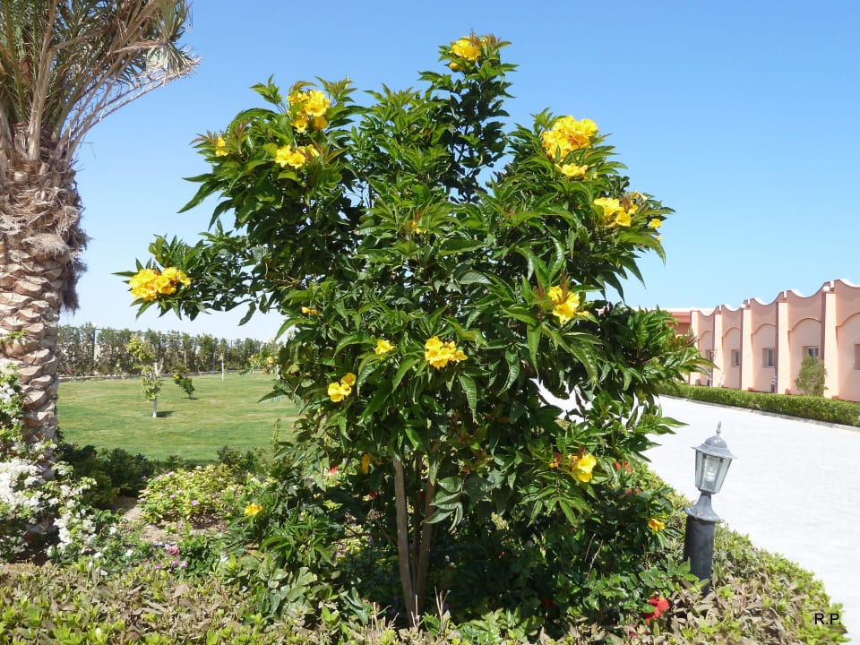 Garten Three Corners Happy Life Beach Resort