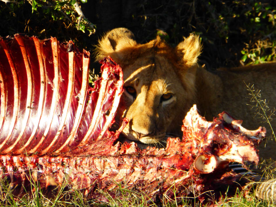 Sonstiges Royal Mara Safari Lodge