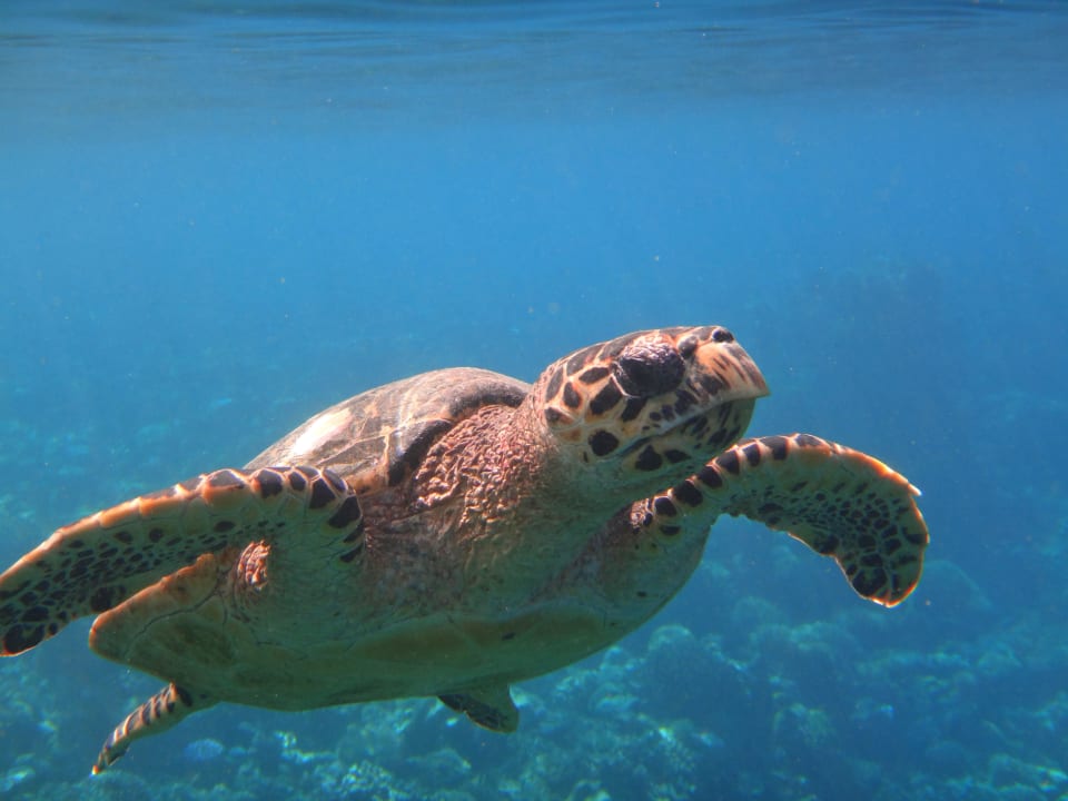 Bitte nicht fressen... Eri Maldives