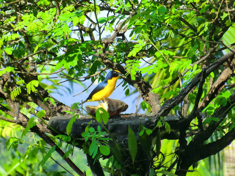 Vogelbeobachtung beim Frühstück Hotel Palmeral Dorima