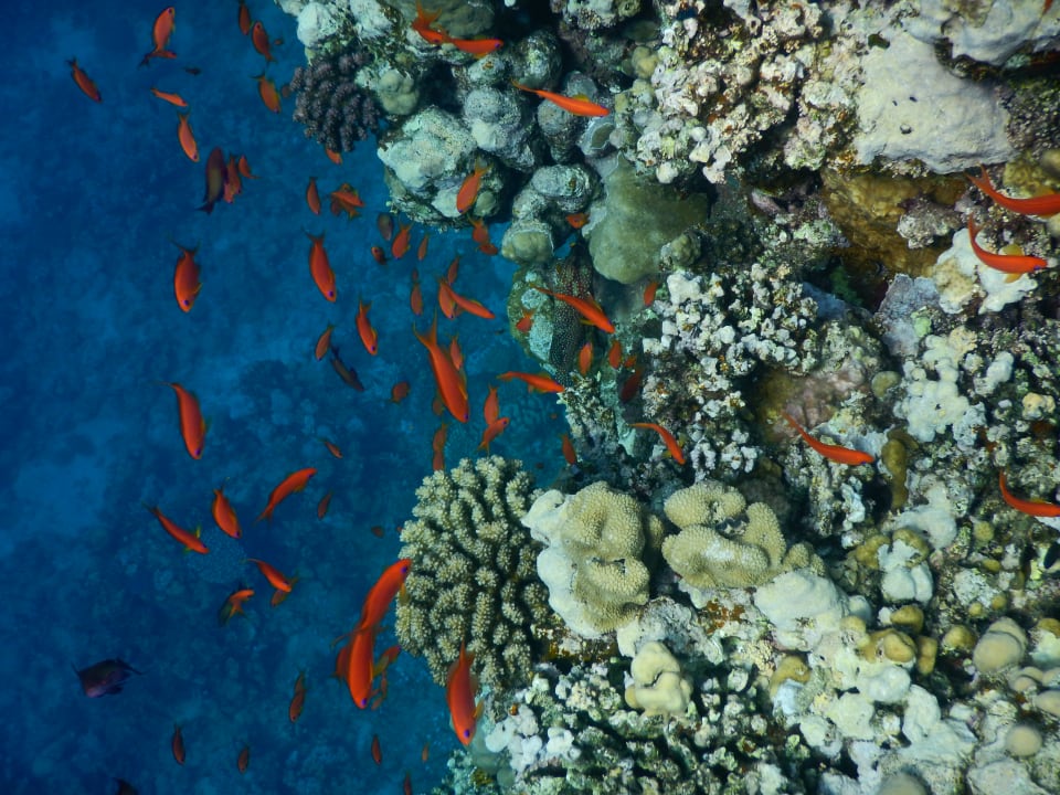 Sport & Freizeit Steigenberger Coraya Beach - Adults only