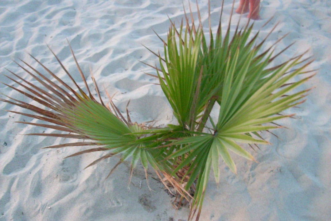 Strand Schmuck Hotel Marmari Suites