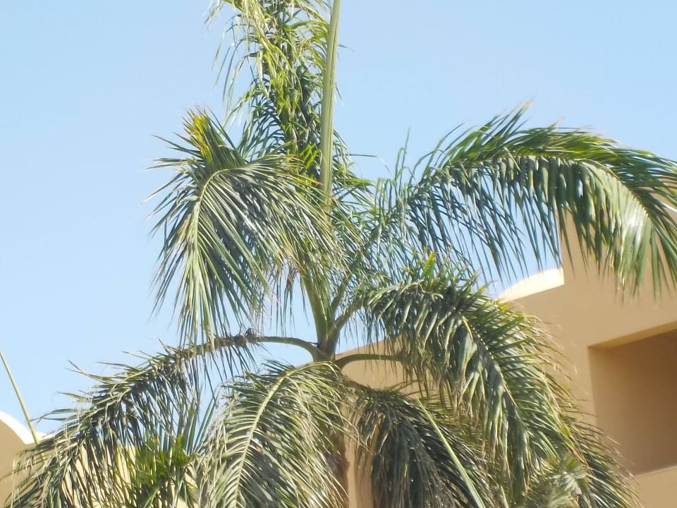 Sehr schön Stella Garden Resort & Spa, Makadi Bay