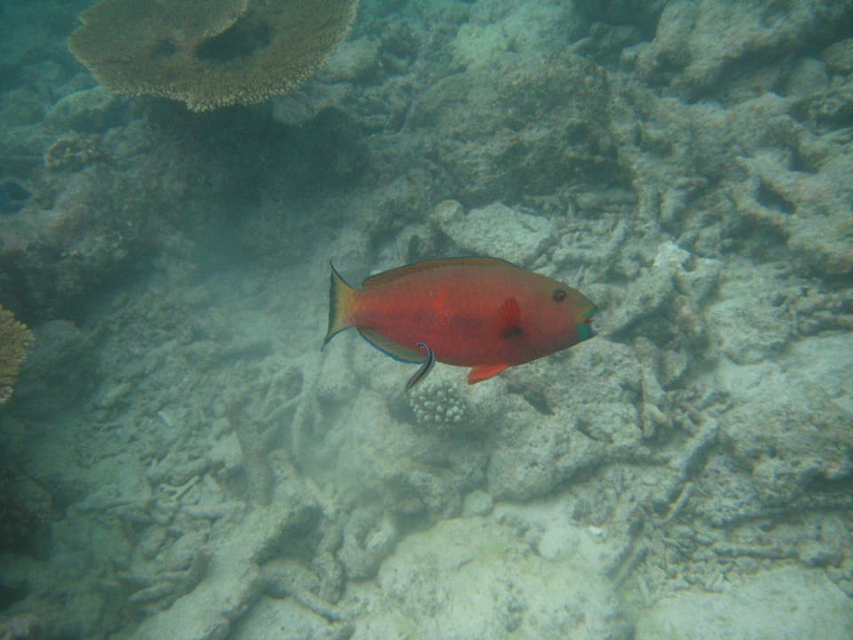 Unterwasserwelt Kuramathi Maldives