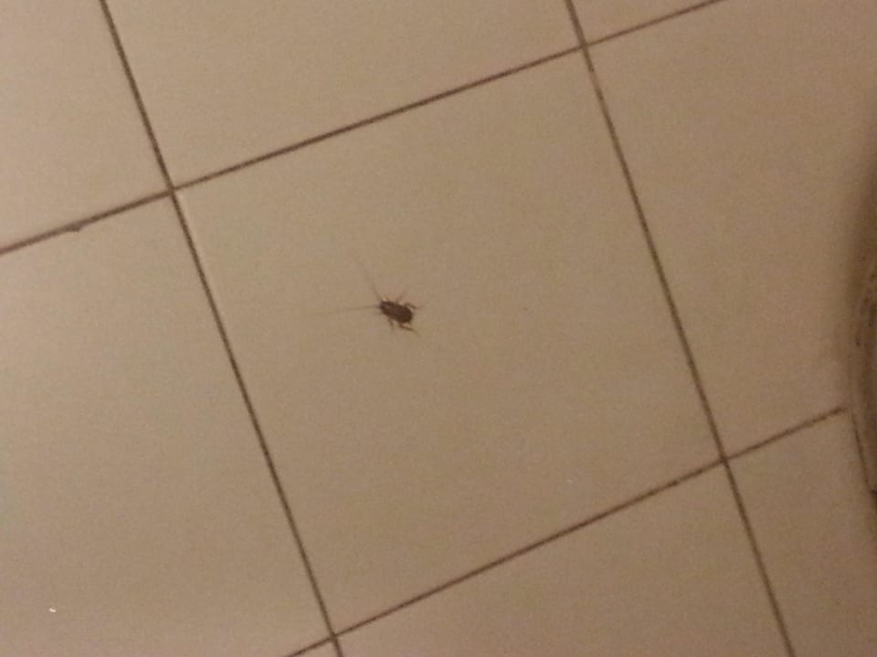 Im Bad: Kakerlake  Resorts World Langkawi