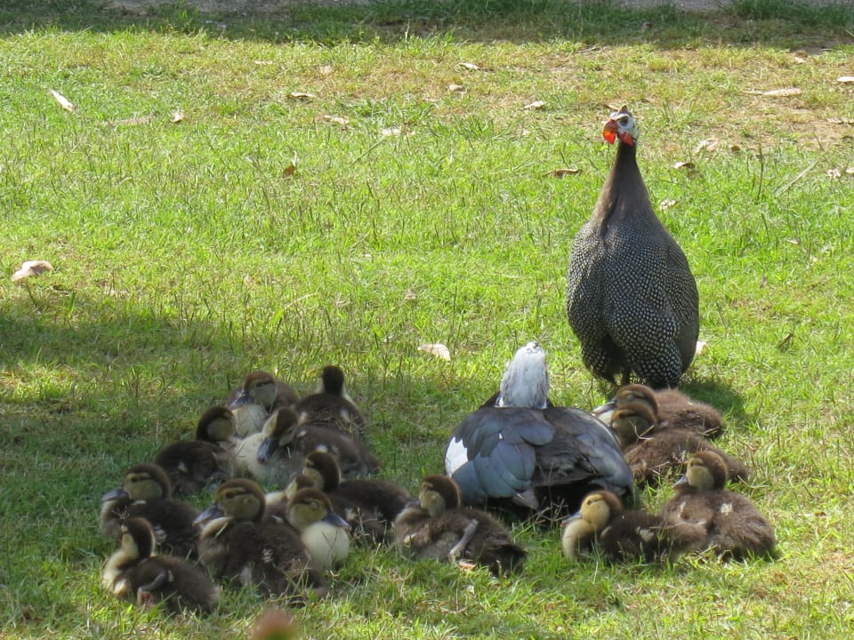 Mutter-Ente mit Kindern und Tante Perlhuhn Crystal Paraiso Aqua Collection