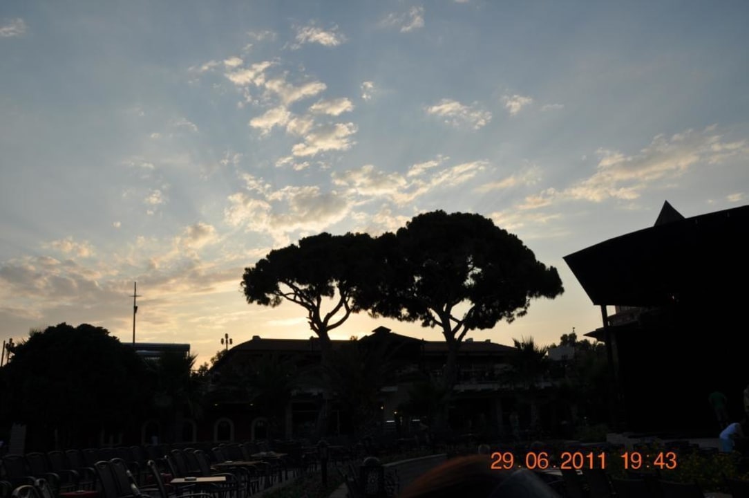 Abenddämmerung Papillon Belvil