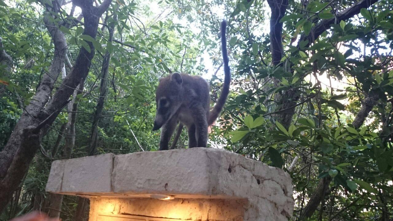 Nasenbär Catalonia Royal Tulum Beach & Spa Resort - Adults only