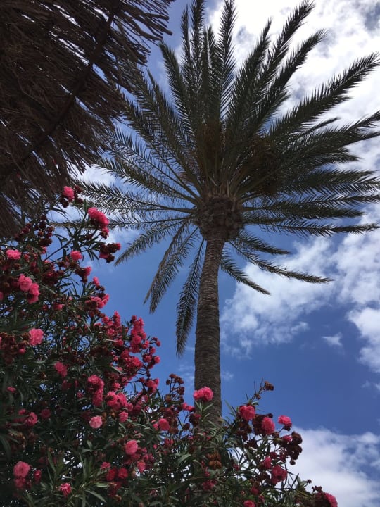 Gartenanlage Elba Carlota Beach & Golf Resort