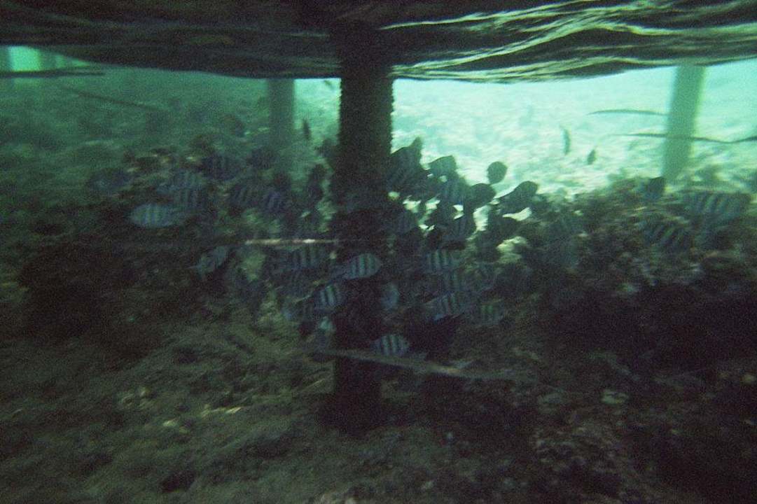 Fische Serenity Alpha Beach