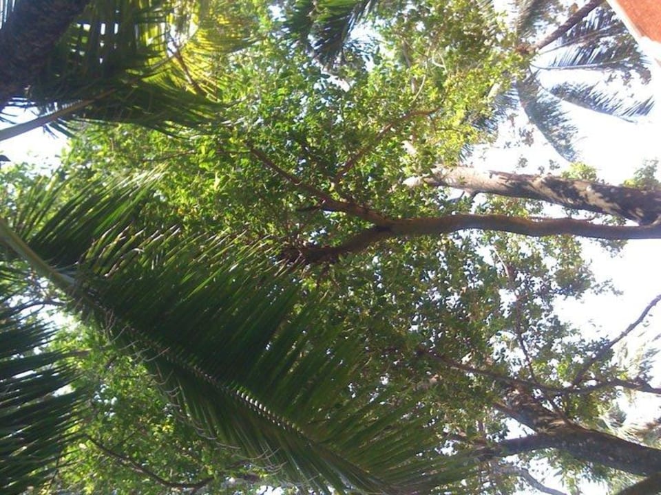 Сад Impiana Resort Patong