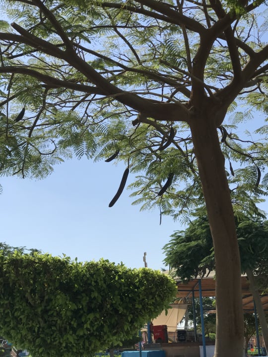 Gartenanlage Akassia Swiss Resort