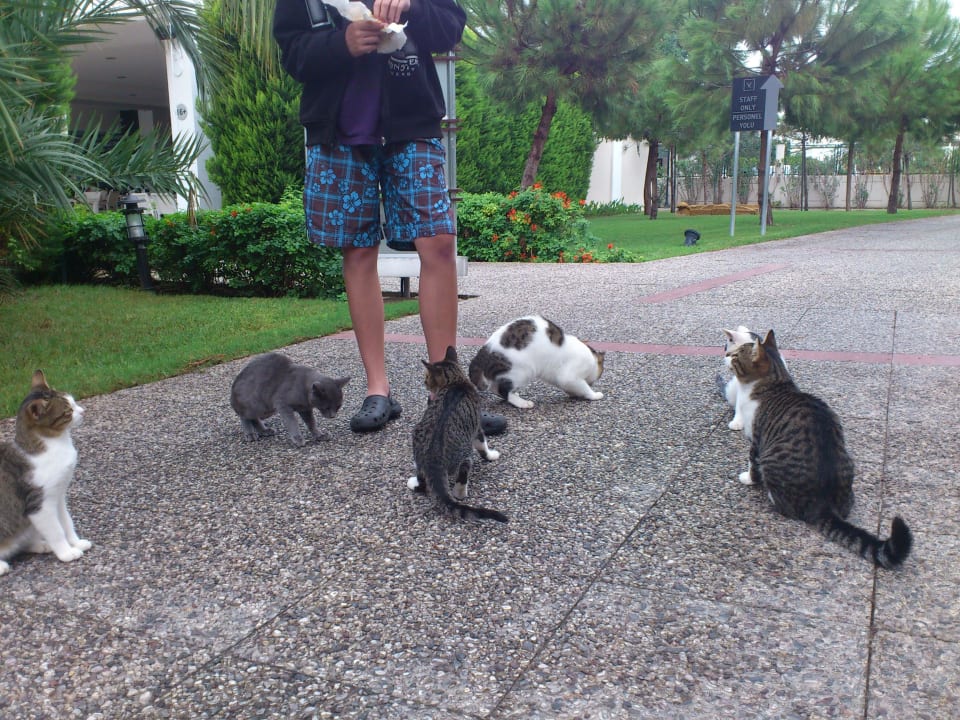 Katzen Voyage Belek Golf & Spa