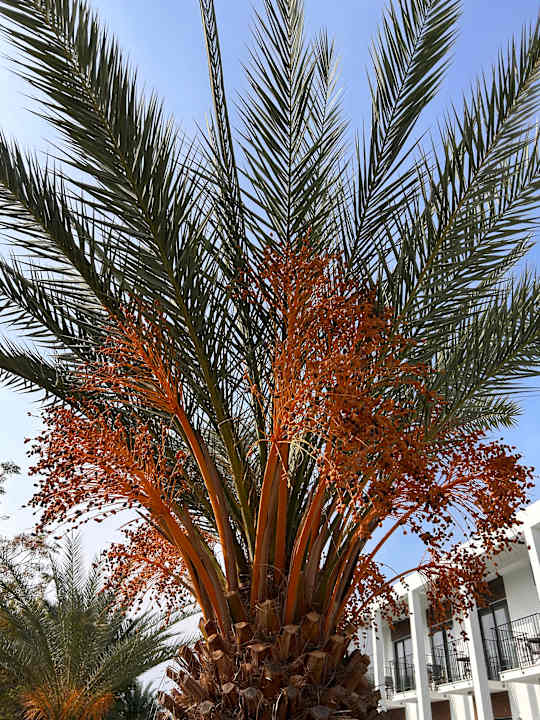 Gartenanlage Jiva Beach Resort