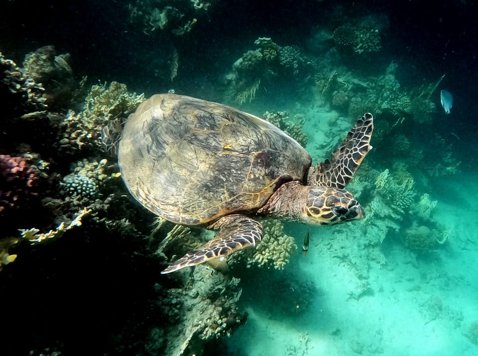 Sport & Freizeit Brayka Bay Resort