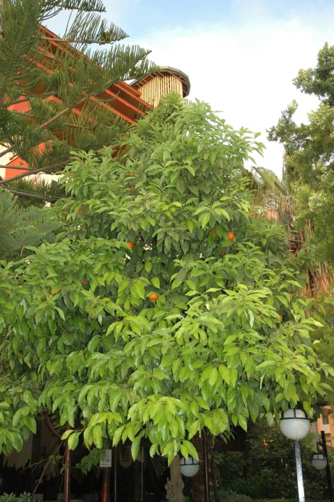 Drzewo pomarańczowe Holiday Park Resort