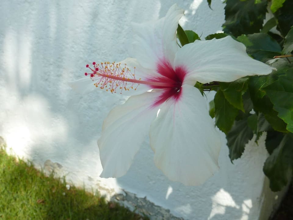 Tolle Flora Mitsis Selection Rinela