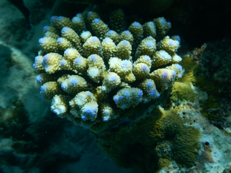 Sport & Freizeit NH Collection Maldives Reethi Resort