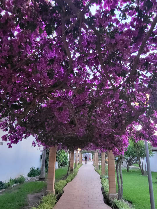 Gartenanlage Alcudia Garden Aparthotel