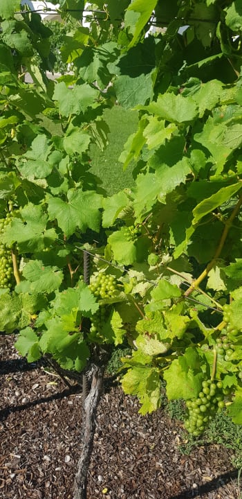 Gartenanlage Weingut & Gästehaus zum Seeblick - Familie Sattler