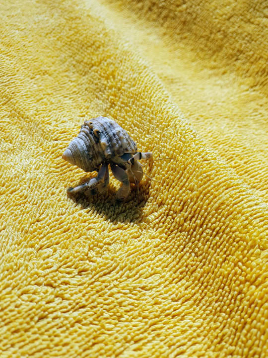 Sonstiges Three Corners Sea Beach Resort