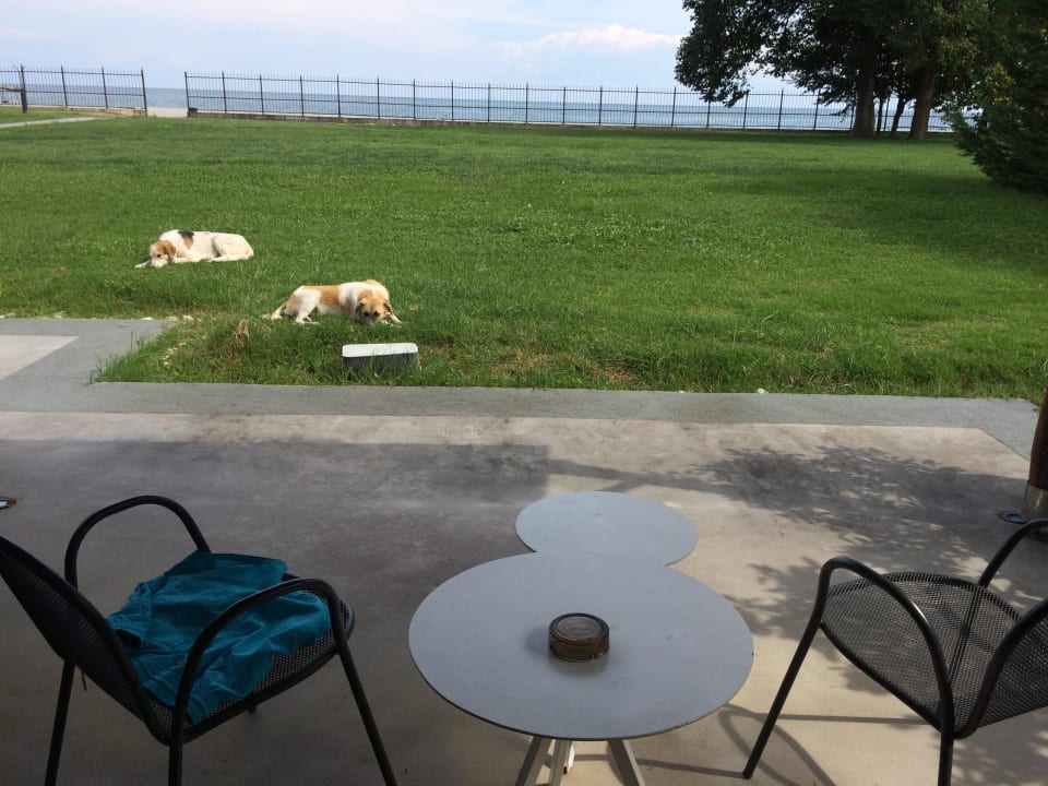 Terrasse mit Hunden Hotel Dion Palace Resort and Spa