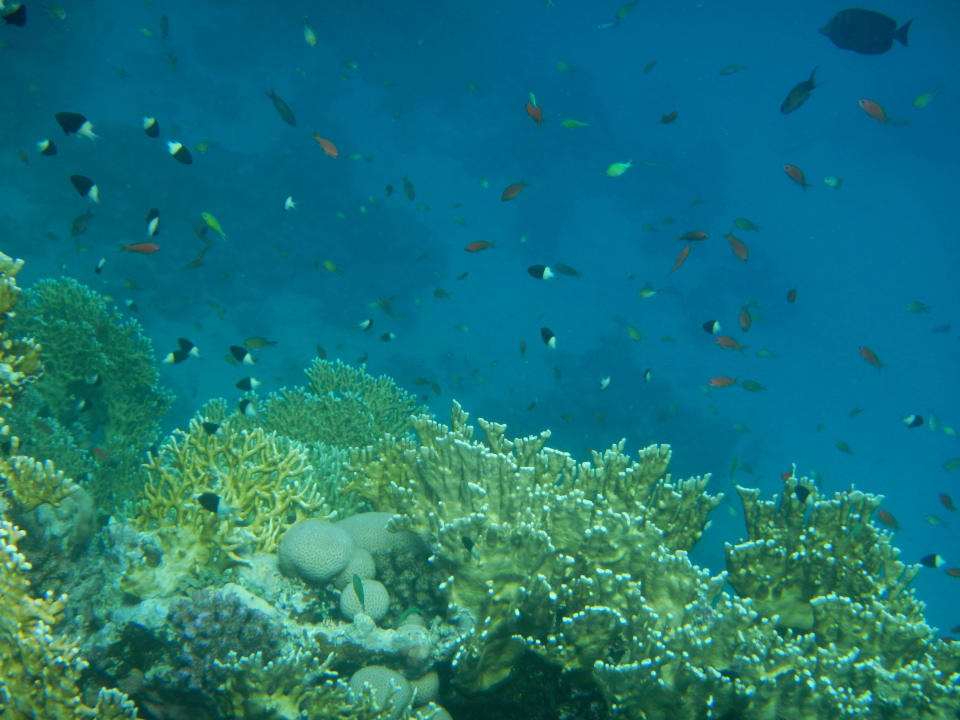 Unterwasserwelt Hotel Gorgonia Beach Resort