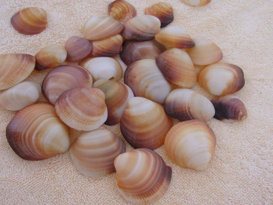 Muschelbett ONE Resort El Mansour