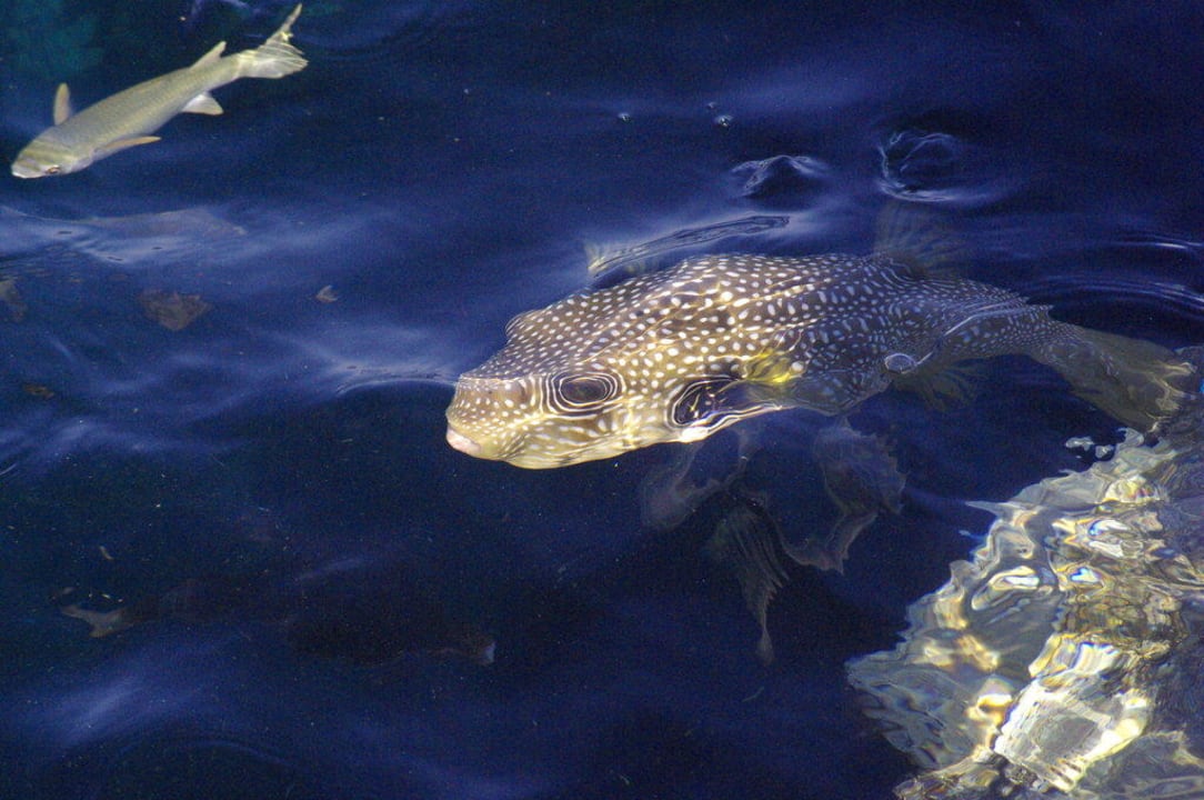 einmalig getroffenes Bild The Grand Hotel Sharm El Sheikh