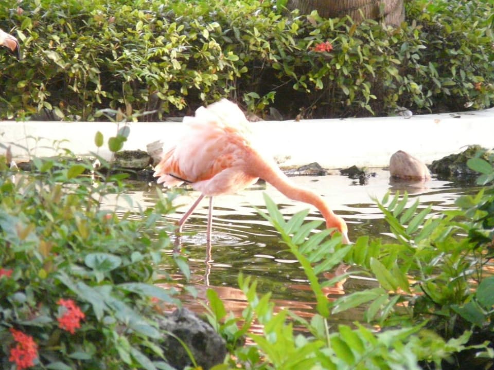 Bewohner der Anlage TRS Turquesa Hotel - Adults only