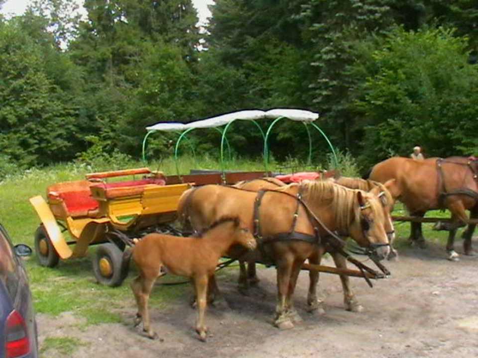 Przejazdzka wozami Zalesie Mazury Active Spa