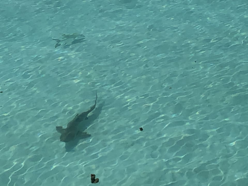 Strand Summer Island Maldives