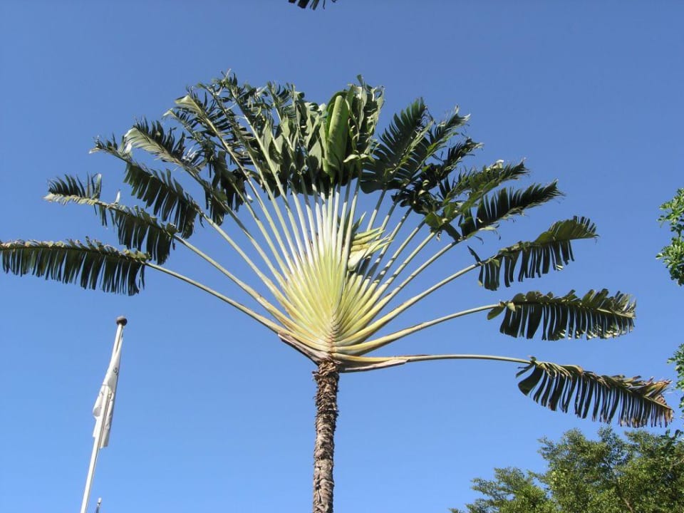 Palme im Eingangsbereich Hotel Senegambia Beach