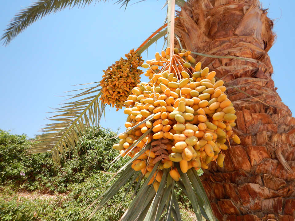 Daktyle Shams Safaga Resort