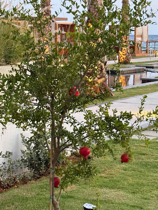 Gartenanlage allsun Hotel Carolina Mare