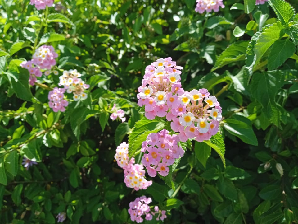 Gartenanlage Megasaray Club Belek