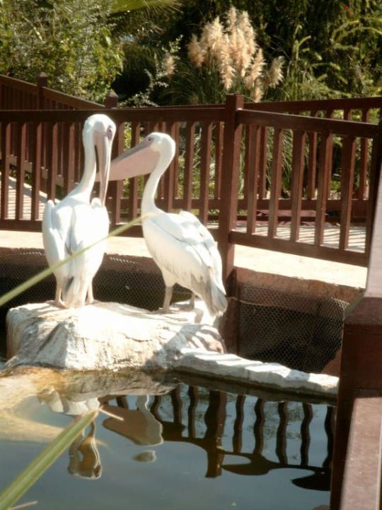 Streichelzoo Alba Resort Hotel