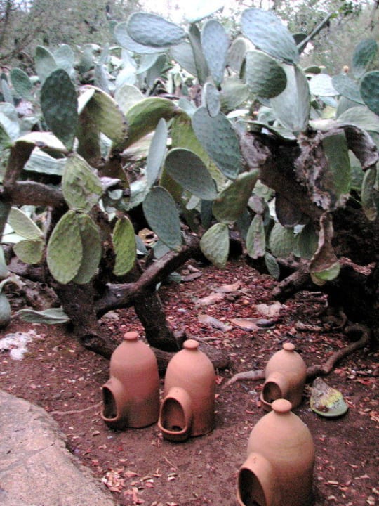 Eigener Kakteengarten Finca Hotel Rural Es Turó