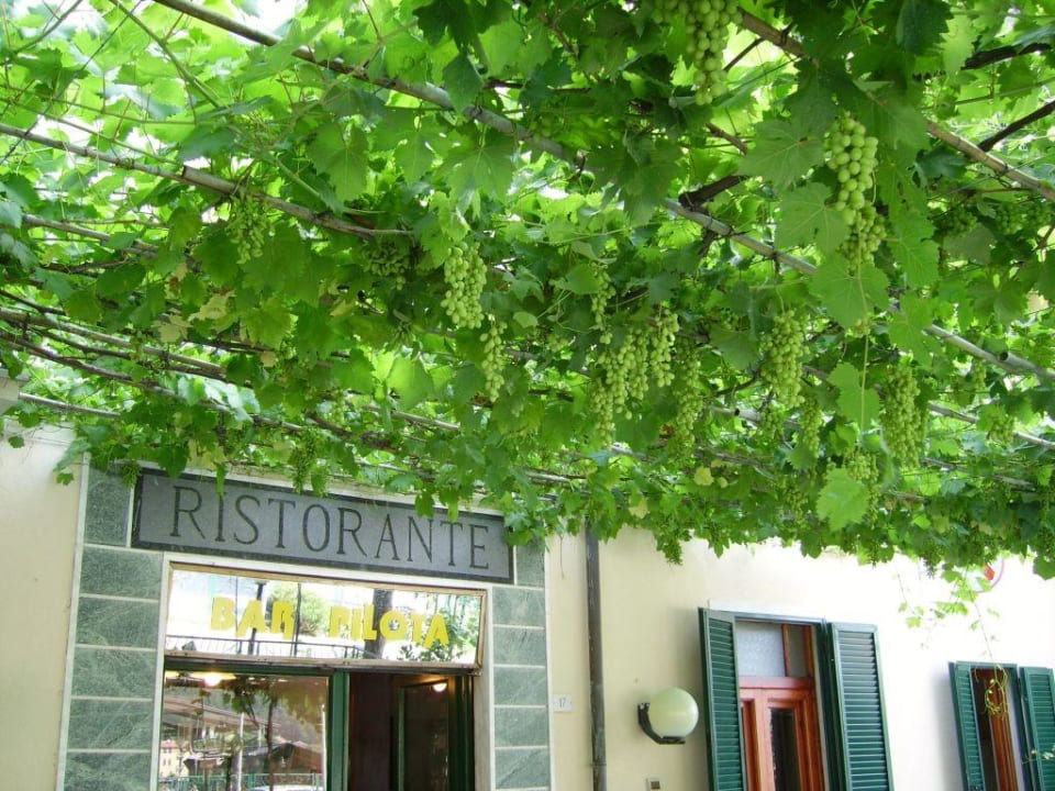 Eingangsbereich mit Dach aus rankenden Weinreben Hotel Il Pilota