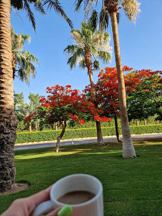 Gartenanlage Desert Rose