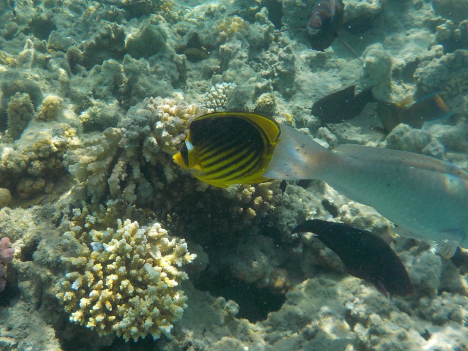 Hausriff Grand Waterworld Makadi & Family Star Makadi