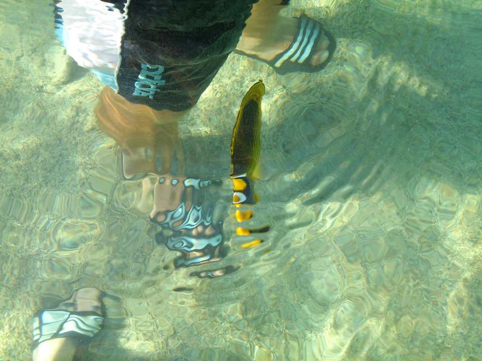 Fish Pensée Royal Garden Beach Resort