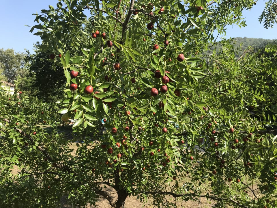 Gartenanlage Hotel Sultan Palas