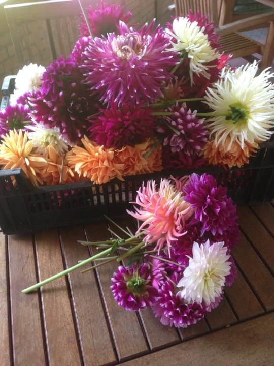 Aus dem Dahliengarten Gasthof Menke