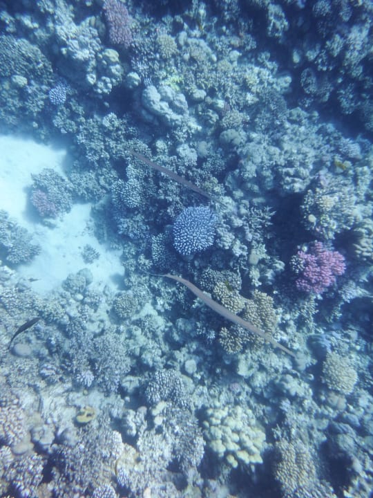 Strand Grand Waterworld Makadi & Family Star Makadi